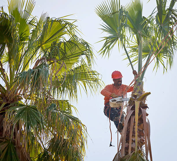 Best Emergency Tree Service  in Dana, NC